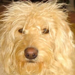 Meet your Posher, Cynthia